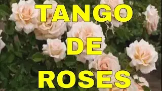 Tango de roses Giovanni Marradi