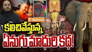 కలిచివేస్తున్న ఏనుగు మాధురి కథ! | Madhuri Elephant Relocated After 30 Years | iNews