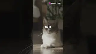 Why Cats Love Warm Spots!