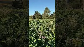 XAG P100 Pro Agricultural Drone spraying Swedes | #Shorts
