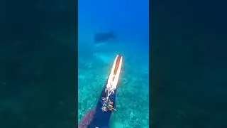 spearing black marlin #spearfishing #shorts #sisidvlog