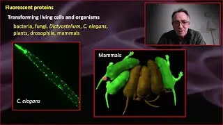 Microscopy - Part 2 - Fluorescent proteins