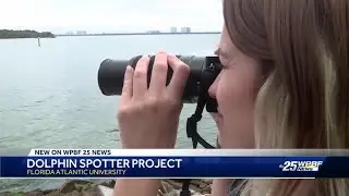 Dolphin spotter project