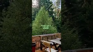 California Realtor &reg;️🏡 Looking for a cabin in the woods Northern California