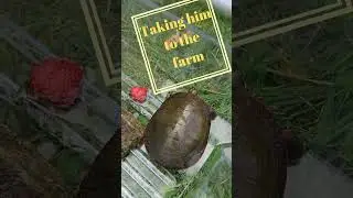 WE SAVED THIS POOR TURTLE 😭  #turtle #saveturtles #shorts #cuteanimals