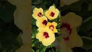 QUICK TIP on growing Hibiscus