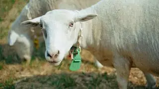 Sheep Are the Ultimate Landscapers - The Sheep Show