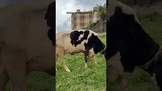 Mooo when #nature calls through #Animals #cow #milk #africa urban grazing #lifestyle