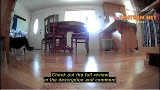 Review Petcube Bites 2 Lite Interactive WiFi Pet Monitoring Camera with Phone App and Treat Dispense