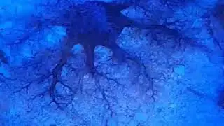 basket star feeding