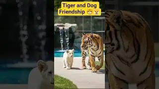 Tiger and Dog Friendship #tigerdog #tiger #dog #friendship #shorts #trending