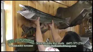 Fins -N- Feathers Taxidermy