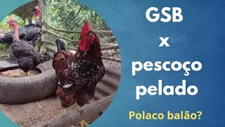 Cruzamento GSB x Capoeira Gigante Pescoço Pelado