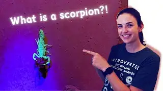 What is a scorpion?! Scorpion hunt and cool facts about these amazing animals!