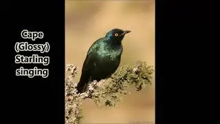Cape (Glossy) Starling singing singing