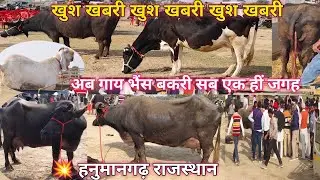 रोड़ावाली पशु मंडी हनुमानगढ़ राजस्थान 💥अब गाय ,भैंस और भेड़ बकरी एक हीं मंडी में मिलेगी #बकरा #cow 
