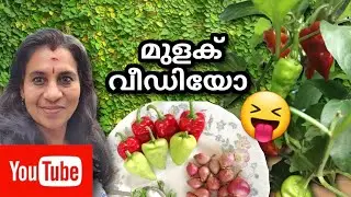 മുളക് വീഡിയോ and മുളക് ചമ്മന്തി | vijilekshmitrivandrum