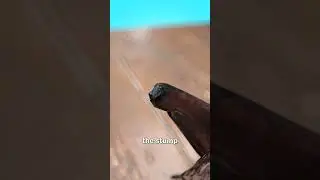 How Crickets Regrow Their Legs 😮
