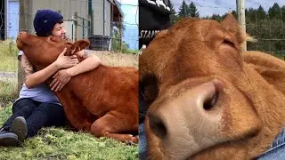 Unborn Cow Has an Amazing Rescue Story!