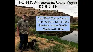 LITTLE GUY RUNNING WITH THE BIG DOGS! Field Bred Cocker Spaniel running nice Water Double with Blind