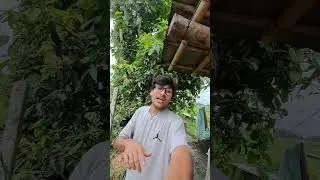 mushroom farming #nepal #shorts