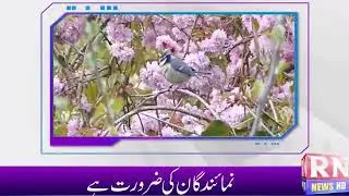 RN News HD Live Stream