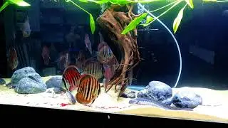Аквариум с дискусами ICA RED HECKEL  от Discus Marketim
