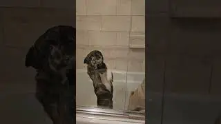 Monkey hates bath time