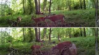 Deer being rowdy! #animals #wildlife #deer #nature