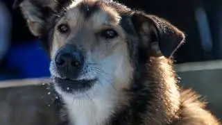 Iditarod Misha Wiljes