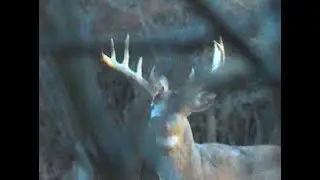 The King of the Forest and Lurking Danger the MISS BOWHUNTER