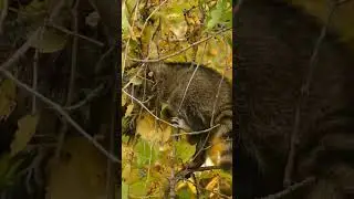 MAPACHITOS BONITOS Y GORDITOS #rocket #ni&ntilde;os #zoo  #animals #racoon #infantil #animales #mapache