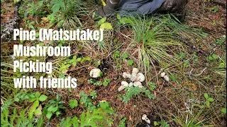 Pine (Matsutake) Mushroom picking with our friends