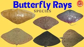 Beautiful Butterfly Rays! 🦋 Underwater Wonders! in English for Kids #kidslearning #animals #fish
