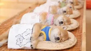 最後の動きが一番キュンとしますよ💤🐶🍉