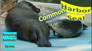 Harbor Seal facts 🦭 Harbour Seal 🦭 Common Seal 🦭 Most common seals 🤩