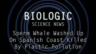 Science News - Sperm Whale Washed Up On Spanish Coast Killed By Plastic Pollution