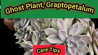 🧿 A quick guide to growing Ghost plant succulent 🌱🌵 #ghost  #succulentplant #plantcare