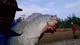 Fishing Java Barb Fish in Serayu river