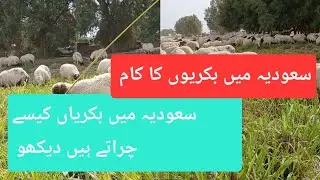 سعودی عرب میں بکریاں کیسے چراتے ہیں دیکھو پوری ویڈیو 