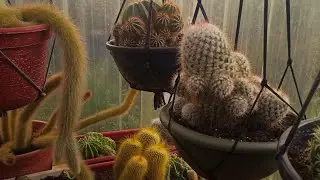 Lindas colónias de cactos 🇵🇹