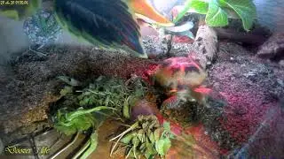 Time Lapse Fraggle Rock Tortoise [Чт 20.08.20]