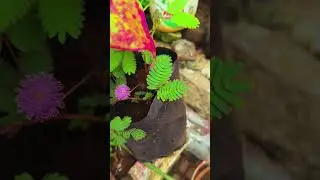 #touchmenotplant ❤️#green #greenscreen #garden