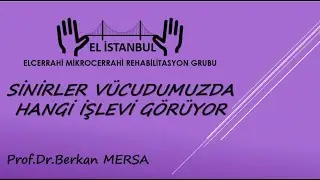 Sinirler v&uuml;cudumuzda hangi işlevleri g&ouml;r&uuml;yor