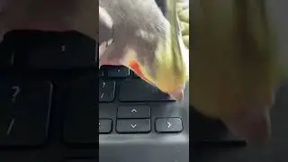 When your bird breaks your computer 🫣 #funnycockatiel #engagednotcaged #pets