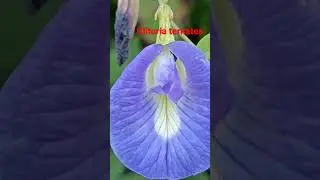 Clitoria ternatea, a medicinal plant has mythological values. It is very common in home gardens.