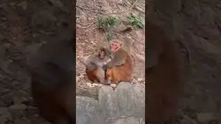 Comedy video#shorts#funny#monkey# baby monkey#banders#Rushda hayat