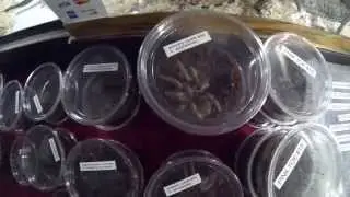 Cleveland Reptile Show August 2014