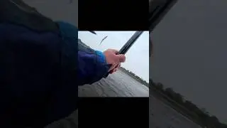 鮎釣りバラして本気で悔しがって膝から崩れ落ちるやつ。