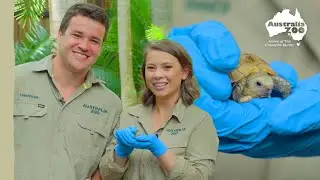 Bindi, Chandler and a tiny tortoise | Australia Zoo Life